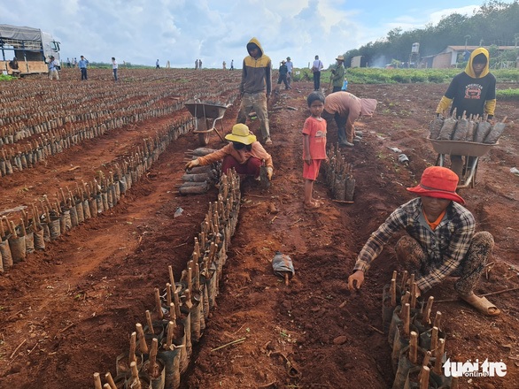 125 năm cao su cho vàng ở Việt Nam - Kỳ cuối: Bản làng trù phú bên tán cao su